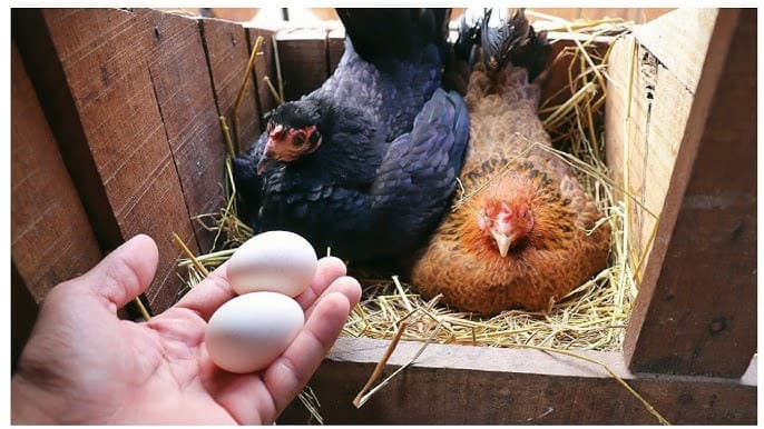 2 chocas com uma dúzia de ovos